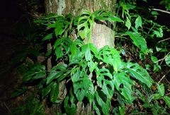 Monstera adansonii blanchetii