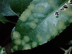 Cephaleuros lagerheimii