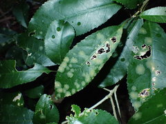 Cephaleuros lagerheimii