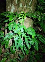 Monstera adansonii blanchetii
