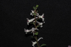 Corydalis triternata