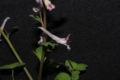 Corydalis triternata