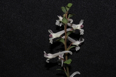 Corydalis triternata
