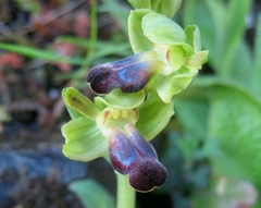 Ophrys fusca funerea