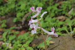 Corydalis triternata