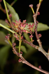 Zanthoxylum wutaiense
