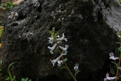 Corydalis triternata