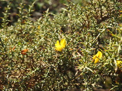 Ulex argenteus subsericeus