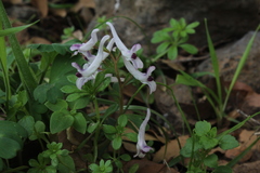 Corydalis triternata