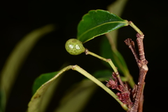 Zanthoxylum wutaiense