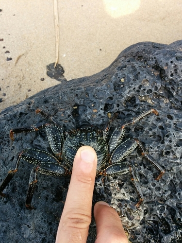 Grapsus tenuicrustatus
