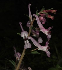 Corydalis triternata