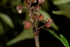 Zanthoxylum wutaiense