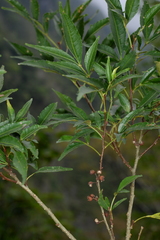 Zanthoxylum wutaiense