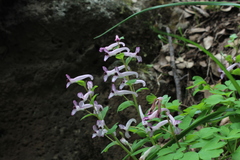 Corydalis triternata