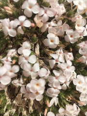 Linanthus caespitosus