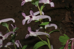 Corydalis triternata