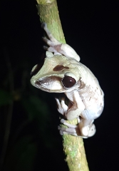 Nyctimantis brunoi