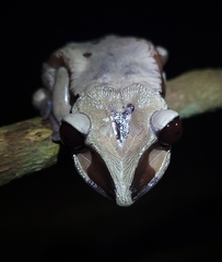 Nyctimantis brunoi