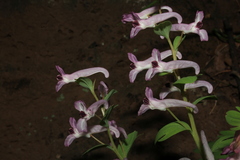 Corydalis triternata