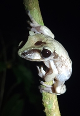 Nyctimantis brunoi