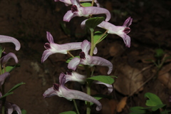 Corydalis triternata