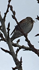 Turdus iliacus coburni
