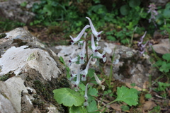 Corydalis triternata