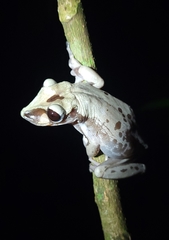 Nyctimantis brunoi