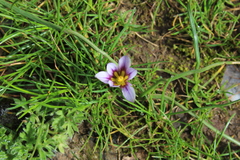 Romulea columnae