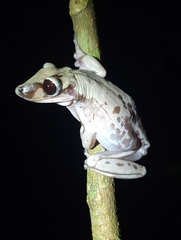 Nyctimantis brunoi