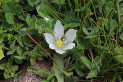 Ornithogalum lanceolatum