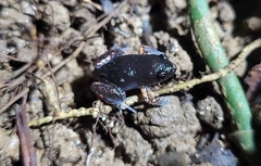 Chiasmocleis schubarti