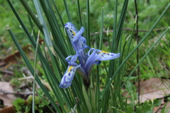 Iris histrio