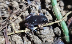 Chiasmocleis schubarti