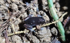 Chiasmocleis schubarti