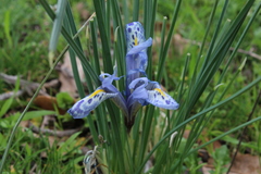 Iris histrio