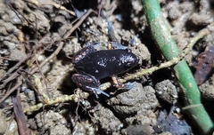 Chiasmocleis schubarti