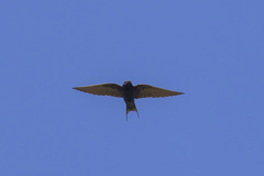 Hirundo atrocaerulea