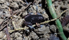 Chiasmocleis schubarti