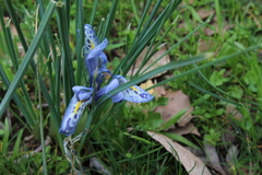 Iris histrio