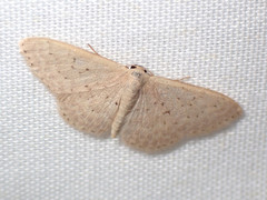 Idaea philocosma