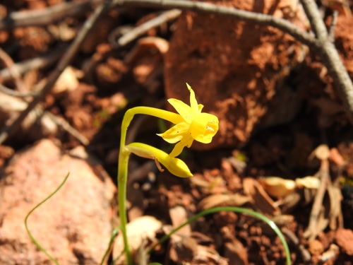 Image of Narcissus gaditanus by (c) Duarte Frade, some rights reserved (CC BY)