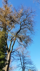 Gleditsia triacanthos inermis