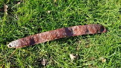 Gleditsia triacanthos inermis