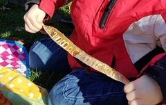 Gleditsia triacanthos inermis