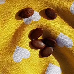 Gleditsia triacanthos inermis