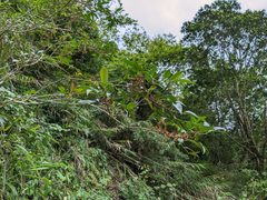 Zanthoxylum wutaiense