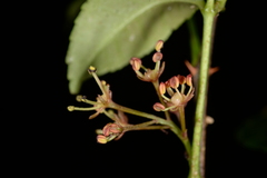 Zanthoxylum wutaiense