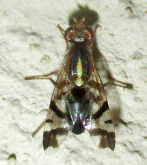 Coelotrypes